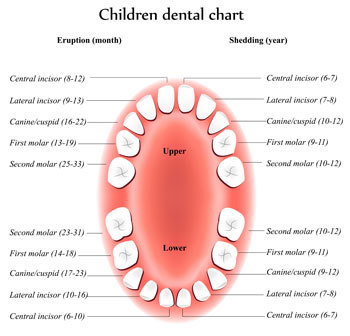 Tooth Eruption Chart for Children